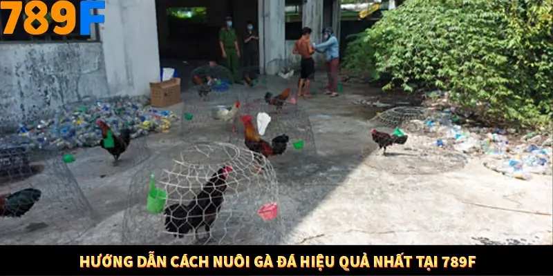 Hướng dẫn cách nuôi gà đá hiệu quả nhất tại 789F