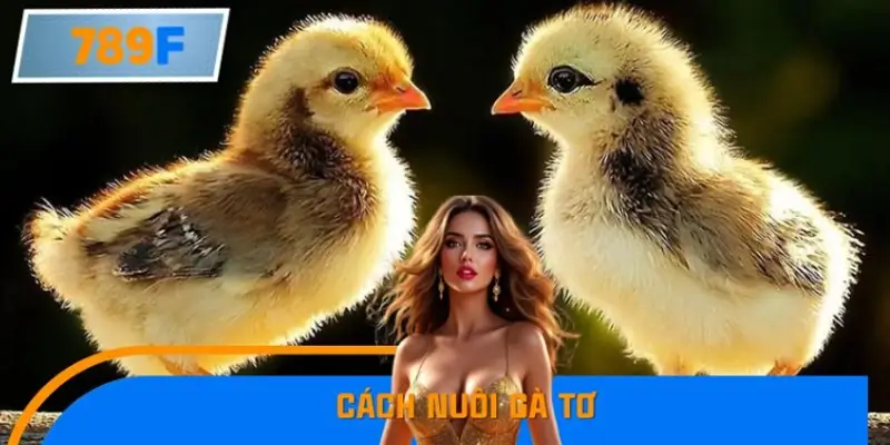 Cách Nuôi Gà Tơ Nhanh Cứng Cáp