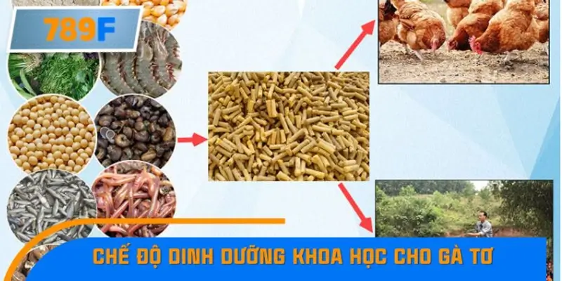Chế độ dinh dưỡng khoa học cho gà tơ