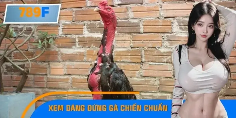 Thủ Thuật Xem Dáng Đứng Gà Chiến Chuẩn, Nhận Diện Dũng Mãnh